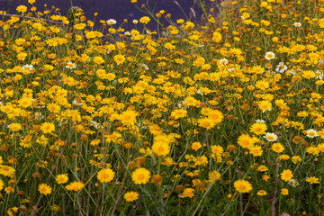 field of yellows 