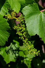 Baby grape vine and leaves