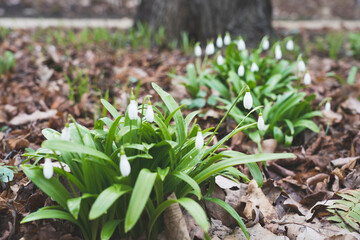 snowdrops, primroses close- up background picture, spring flowers