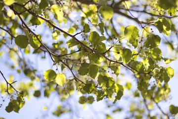 morning-sun