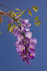 branch of wisterias with flowers 