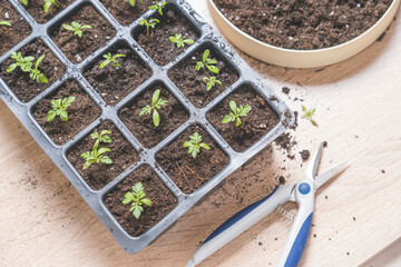 marigold seedlings cultivation and dipping, the process of marigold dipping