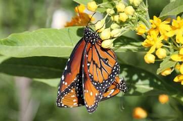 monarch butterfly on flower
