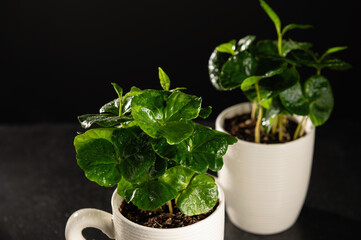 coffee tree sprouts in cups, seedlings on a dark background, grow coffee at home