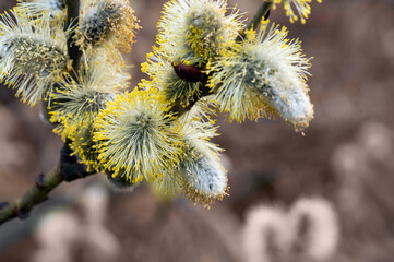 Bee looking for polen on willow tree