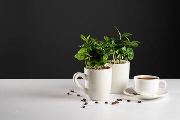 small seedlings of a coffee tree in white mugs on a white table with sprinkled coffee beans, black green coffee, gray background, space for text