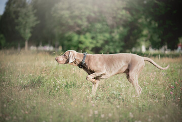 Weimaraner