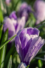 Crocus flower in spring