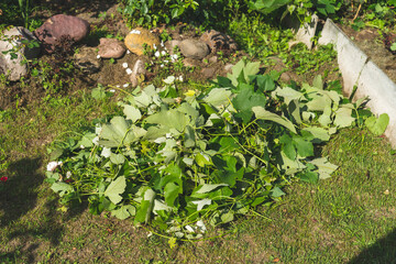 pruning young grape bushes close-up