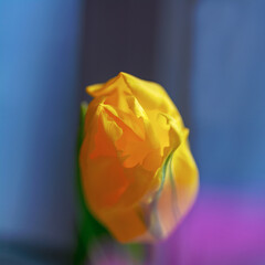 one yellow tulip on blue background in square format close-up