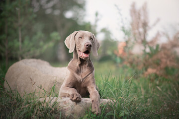 Fototapeta premium Weimaraner