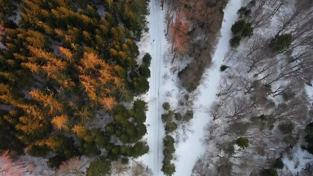 Forêt et chemins en hiver durant un coucher de soleil rose. Suivre un chemin forestier. Promenade et randonnées dans les bois. Bois et chemins enneigés. Forêt en Auvergne dans la Chaîne des Puys.