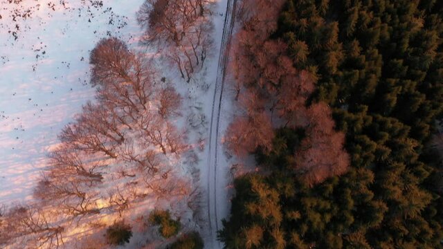Chemin dans Forêt durant coucher de soleil rose en hiver. Forêt enneigées. Bois, Chemin et neige. 4K Images brutes. Paysage du Massif du Sancy dans la chaîne des Puys en France.