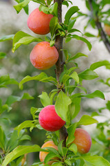 plum on a tree