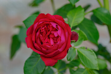 beautiful red rose