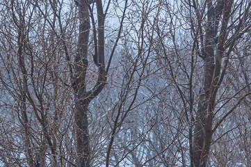 Snow falling in winter view from window