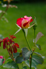 red rose in garden