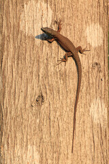 lizard on wood