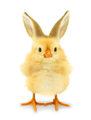 Cute cool chick with bunny rabbit ears funny Easter conceptual image