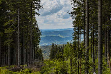 Panorama of Rudawy Janowickie mountains with high old thin trees