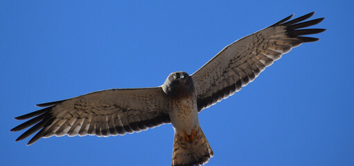 Fototapeta na wymiar An adult male Northern Harrier hunting within Fort Ord National Monument, California