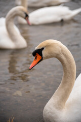 Naklejka na ściany i meble The swan swam in the Gorodischenskoe lake