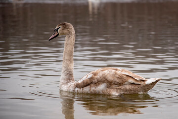 The swan swam in the Gorodischenskoe lake