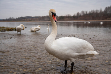 The swan swam in the Gorodischenskoe lake