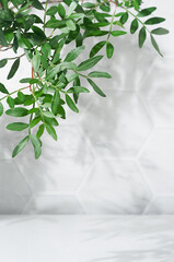 Fresh summer interior with green leaves in sun light with shadow on white marble tile wall, wood table, copy space, vertical.