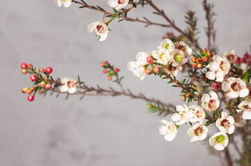 White elegant tiny flowers on spring branch of  blooming cherry tree, closeup with blur, copy space.