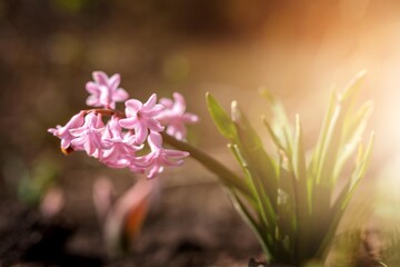 Blooming Pink Flowers Of Hyacinth In Spring Garden