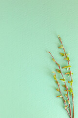 Eucalyptus leaves on white background. Frame made of eucalyptus branches. Flat lay, top view, copy space
