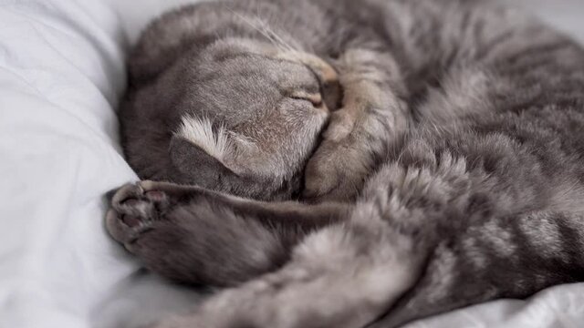 Adorable sleeping cat curled on the bed -close up