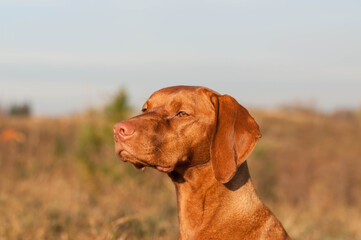 Portrait of a vizsla dog in a field.