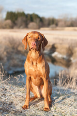 Vizsla Dog (Hungarian Pointer) sitting in a field.