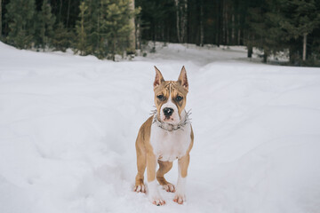 An American Staffordshire Terrier puppy actively walks through the winter forest. The concept of walking with pets in the forest.