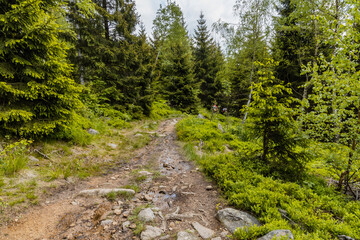 Long mountain trail between high trees and bushes in Rudawy Janowickie mountains