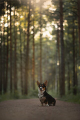 Welsh Corgi Cardigan