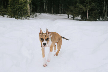 An American Staffordshire Terrier puppy actively walks through the winter forest. The concept of walking with pets in the forest.