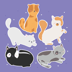six beautiful cats