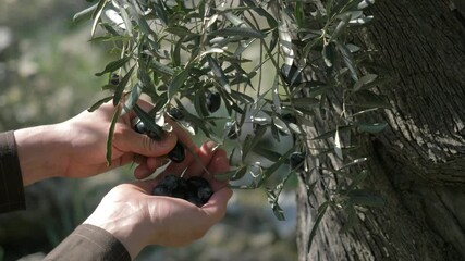 Olive tree in autumn, Italy. olives harvest for production. small local farm in Europe. olive trees cultivated for olive oil, fine wood, leaves, ornamental reasons, and the olive fruit.