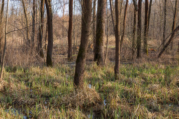 Floodplain forest. There is spilled water between the trees. The blue sky is in the background.
