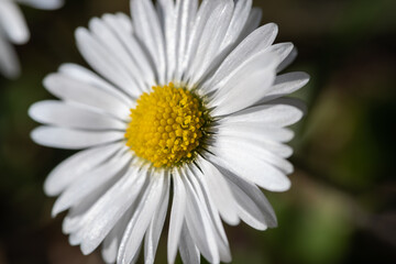 fleur blanche coeur jaune