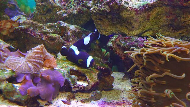 Male and female clown fish, Anemonefish (Amphiprion polymnus) fanning Its eggs