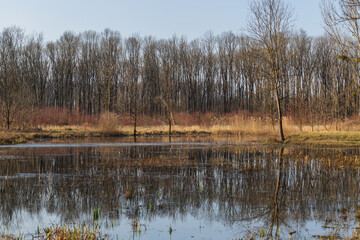 Natural pond near floodplain forest. There is a reed in the pond and a forest in the background. The sky is blue.