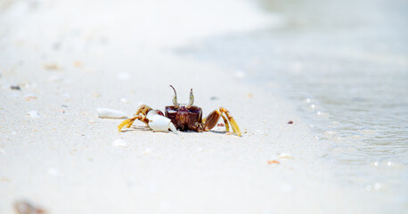 A crab on the beach,Broken claw crab,Crab