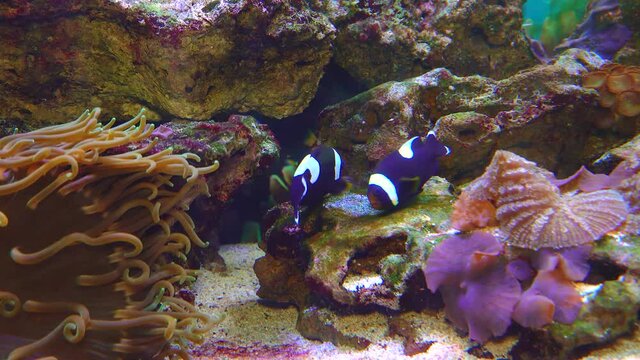 Male and female clown fish, Anemonefish (Amphiprion polymnus) fanning Its eggs