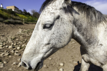 Horse in stable