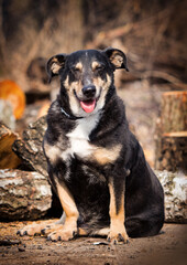 funny dog mongrel cute laughing