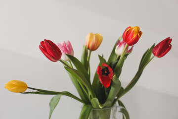 Colorful fresh tulips on a white background